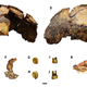 Views of DNH 152, the Paranthropus cranial fragment, along with recovered dental remains.